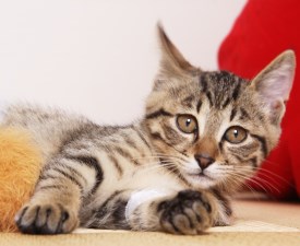 neko